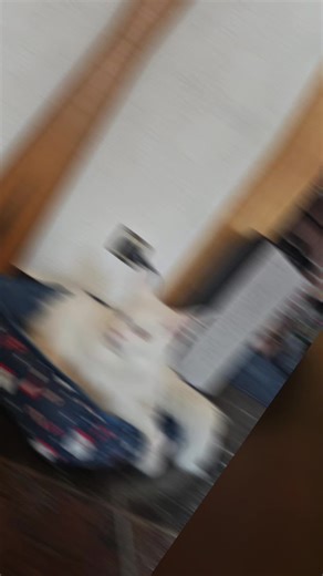 juke the Main Coon Cat