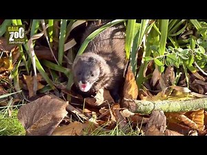 GaiaZOO: de Europese nerts