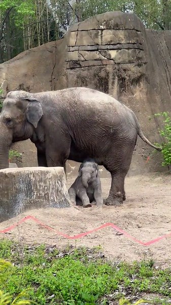 Baby elephant Jet makes public debut at Saint Louis Zoo