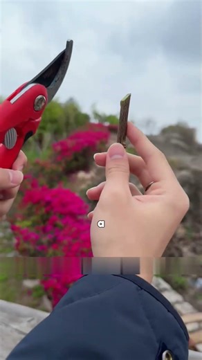 Propagation Methods Collection One Method Will Work for You.#PlantPropagation #cutting