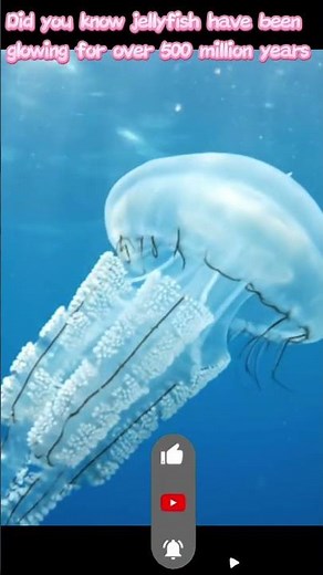 The Magical Glow of a Bioluminescent Jellyfish #science