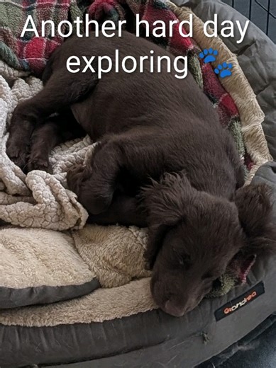 Adventures in the Forest with Conker the Puppy