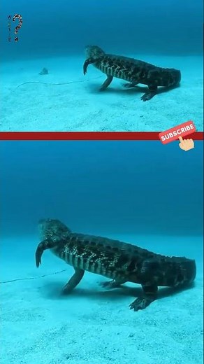 kijk de snelheid van de krokodil onder water #dieren #shorts