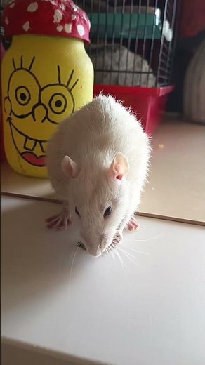 #cutepets #ratlife #funnyrats #tinypets #whiskers #petlovers #ratlovers #rodents #cuteanimals #fyp