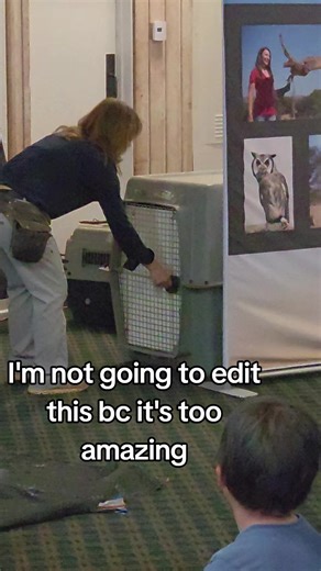 A FREAKING ANDEAN CONDOR. 1:06ish if you want to see her wingspan. #california #birdingtiktok #birding #birdtok #birds