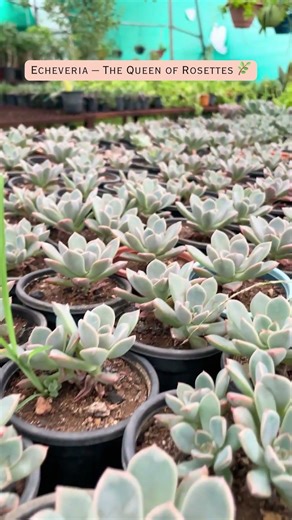 Why Echeveria Is Called the Queen of Succulents 👑🌿