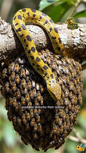 Can a giant yellow-black snake survive a honey bee swarm attack? 🐍🐝 #shorts #beekeepingusa