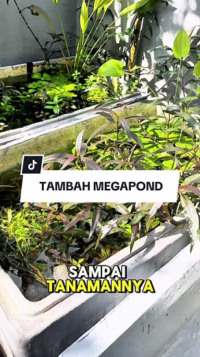 Mini Pond Aquascape Tanaman Air