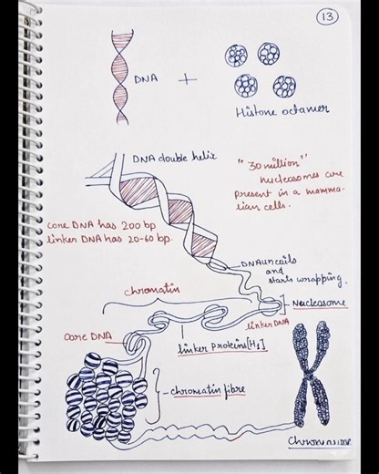 🧬 Class 12th Biology: Molecular Basis of Inheritance (Part 1) 📚✨@Aesthetic Biology Notes .