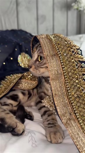 #simbathekitten #kittensoftiktok #fyp #bollywood #shahrukhan | Cute Cat