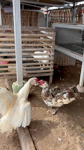 Angry duck 🔥🤬🔥 #muscovyduck #angry #reals #animals #usa #farming #farmers | Duck Go