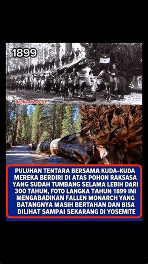 POHON RAKSASA INI SUDAH TUMBANG SELAMA RATUSAN TAHUN, TAPI MASIH ADA HINGGA SEKARANG! #pohonraksasa