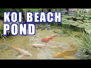 Koi Pond with a Beach!! Greg Wittstock, The Pond Guy