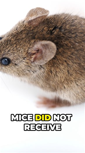 Science Is Good on Instagram: "Scientists have achieved a dramatic reversal of aging in mice by combining two simple compounds: the hormone oxytocin with an Alk5 inhibitor. This dual therapy extended the lifespan of frail, elderly male mice by a remarkable 73% and restored agility, endurance, and memory to youthful levels. The treatment works by blocking the TGF-beta pathway, which is known to drive inflammation and cellular damage in older tissues, while restoring youthful protein patterns in t