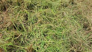 23K views · 927 reactions | PJD Agricultural Machinery...