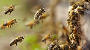 Does a bee poop in the woods?