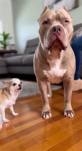 Meet my sweet Pitbull — strong, loyal, and full of love! People often misunderstand this breed, but moments like these show their true hearts. Whether he’s playing, cuddling, or just being silly, he brings joy to everyone around him. If you love Pitbulls as much as we do, hit like, share, and show some love! ❤️🐶 | Pitbull Moments