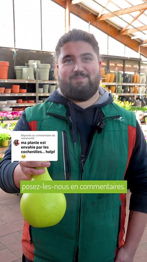 Comment traiter les cochenilles sur vos plantes