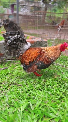 20/3 Ms9 Cứu Kelso Asil 1kg480 . 0969.01.3451