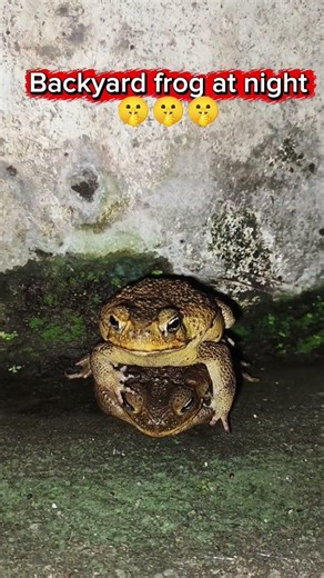 Look Closely 😳🐸 #shorts