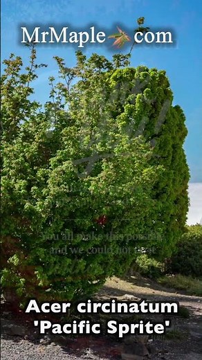 Acer circinatum 'Pacific Sprite' Dwarf Japanese Maple
