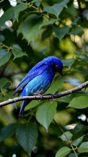 Colorful Birds DSLR Shoot 4k HDR. #shortsfeed #wildlife