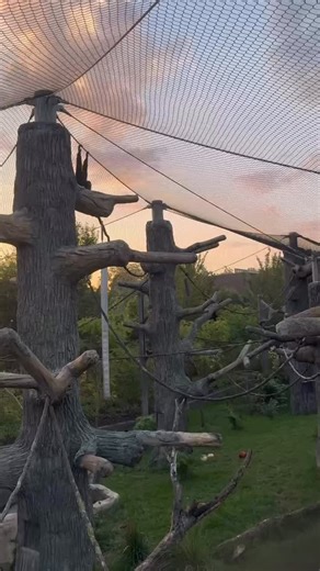 Cincinnati Zoo on Instagram: "Siamang songs! Sound on to hear Sebastian & Berbak vocalize! The Siamang is the largest of all gibbons and also the loudest as its musical calls can be heard through dense rainforest foliage up to two miles away. They boast a throat sac that inflates to nearly the size of its head to amplify their call."