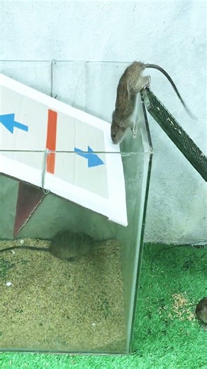 Genius mouse trap ideasimple but so effective #mousetrap #mouse #trap 1 #pestcontrol #animals