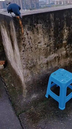 The crow’s odd friendship with the cat.#foryou #animals #bird #crow #friendship | Fields & Flocks