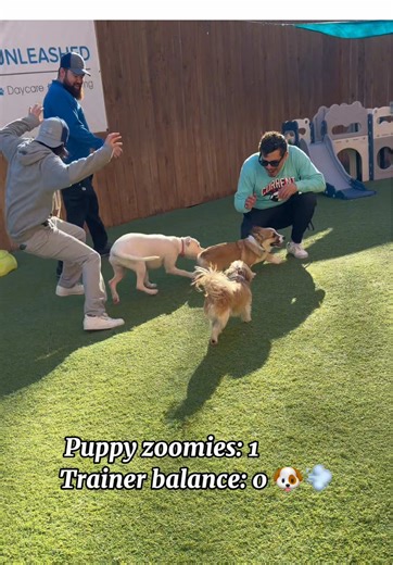 Hilarious Dog Trainer Fails: The Human Bowling Pin