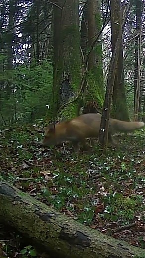 Sneaky fox has no idea it's being watched #cameratrap #fox #wildlife
