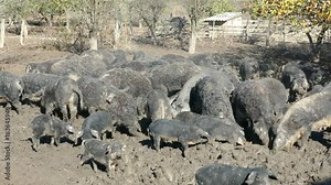 Domestic pigs feeding in mud. Mangalitsa - The Woolly Sheep-Pig, healthy environment and organic food production