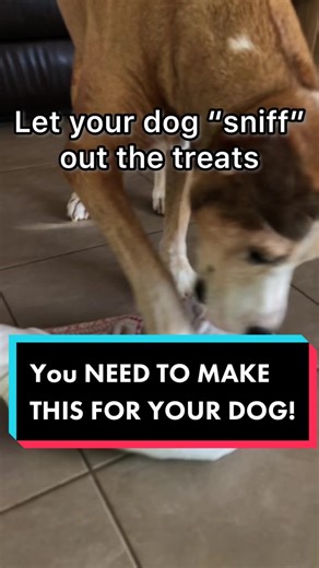 YOU NEED to make this towel puzzle for your dog #dogenrichment #tipsandtricks #dogtraining