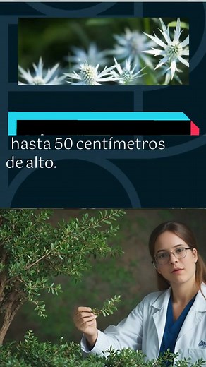 Beneficios de la Hierba del Sapo: Propiedades y Usos Naturales