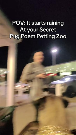 POV: Raining at the Pug Petting Zoo