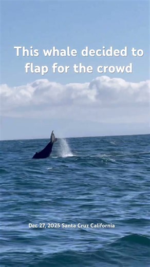 Whale flapping to cheer the crowd Santa Cruz Dec 2025