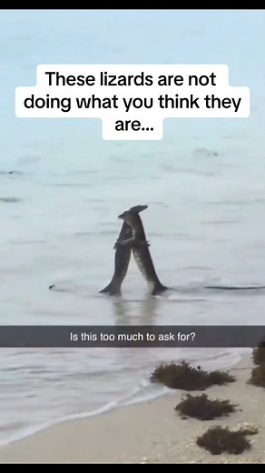 These lizards are not doing what you think they are… | EdmundRambo