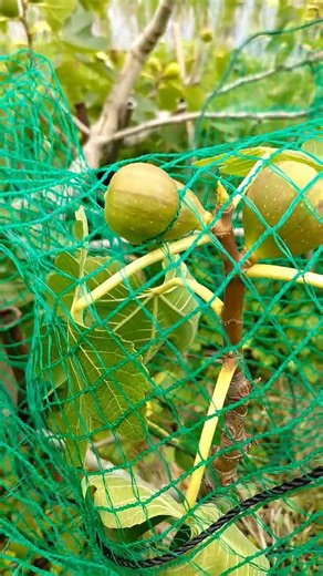 鳥対策でイチジクの木を覆っていたネット、その網の目に締め付けられるイチジクの実