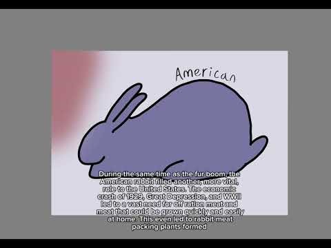 American rabbit breed