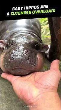 Cute Baby Pygmy Hippo! #BabyAnimals #Hippo #Shorts