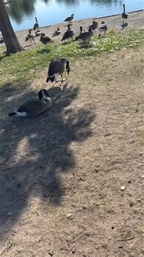 Every goose in the video is banded! If not neck collar it has a leg band! Let’s see how many we get to come up north! #letsgo #experiencethedifference #wedonthuntdirtpits #waterfowl #geese | Big Thompson Outfitters LLC