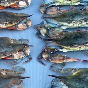 Kris'es Wholesale Seafood Inc. on Reels