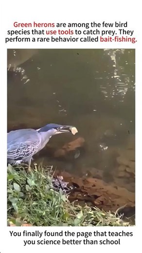 Why Green Herons Are Among the Few Birds That Use Tools! 🔬🐟#greenheron #fishbait