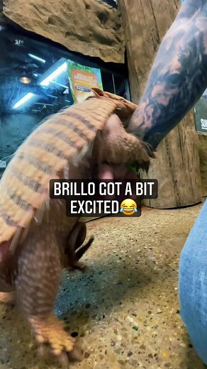 Never let your guard down👀😂 #armadillo #funny #comedy #awkward #animals #cute #reels #tiktok | Brian Barczyk