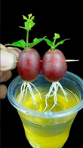 How To Grow Grape Trees From Grape Fruit || Grow Grape Vine From Grape Fruit #reels #gardening