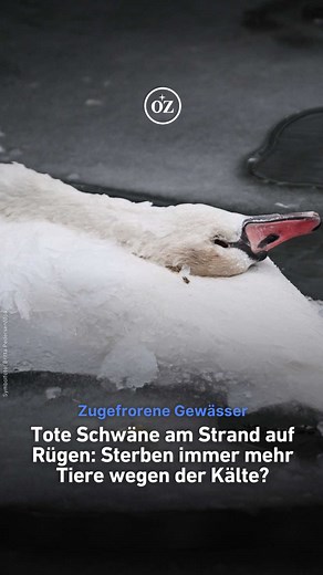 🥶 Eisige Temperaturen und zugefrorene Gewässer auf Rügen sehen schön aus – nehmen die Tierwelt aber mit: Immer mehr Menschen berichten von eingefrorenen Wildvögeln. Mittlerweile haben einige Gemeinden Reinigungsfirmen angeheuert, da zu viele tote Tiere auf dem Eis liegen. Ein Grund zur Sorge? 😟 Viele Ehrenamtliche denken, ja. ☝️ Die Tiere seien die eisigen Temperaturen nicht mehr gewöhnt, betont Annett Brauer aus Dranske. Sie hat in den sozialen Medien von der Aktion gehört. Jetzt hilft sie in