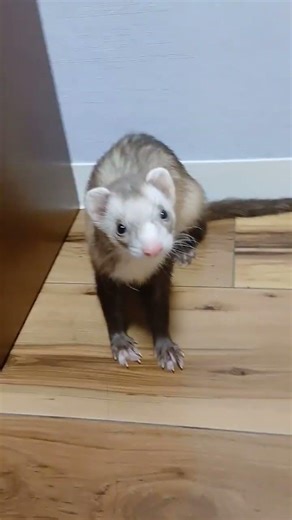Warning: Extreme zoomies detected 🚨😂 Play time with my ferret is never calm… and I LOVE it! #ferret