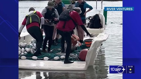 A manatee calf recovers at ZooTampa after being rescued