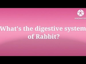 Zoology: Digestive system of rabbit #rabbit #youtube #digestivesystem
