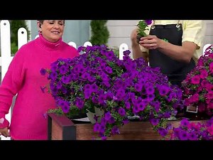 Roberta's 4Pc Durabloom Series Petunias Live Plants W/ Food on QVC